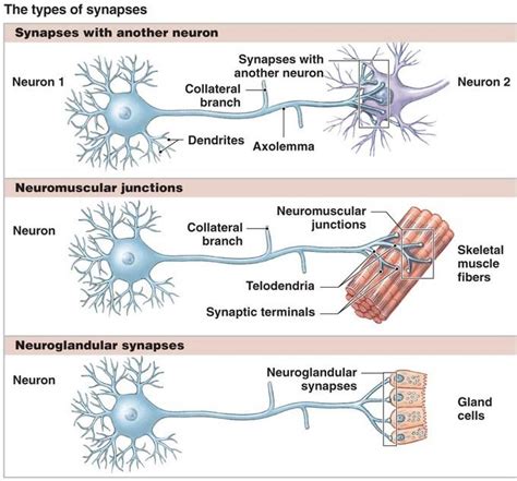 Types of Synapse - Kypho