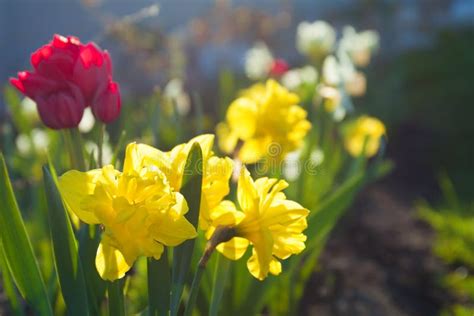 Spring Flowers Daffodils and Tulips Flowering in Garden on a Flo Stock ...