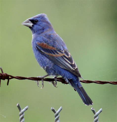 Mark & Teri's Travels: Caddo Lake National Wildlife Refuge