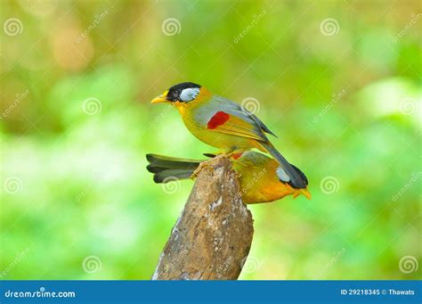 Golden Bird stock image. Image of feeding, wildlife, silvereared - 29218345