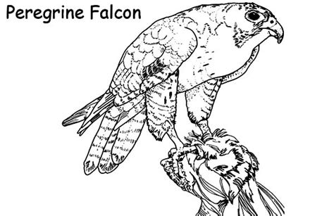 Falcon Bird Nest Coloring Pages - NetArt