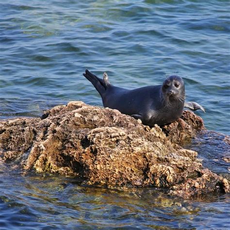 Baikal Seal - Facts, Diet, Habitat & Pictures on Animalia.bio