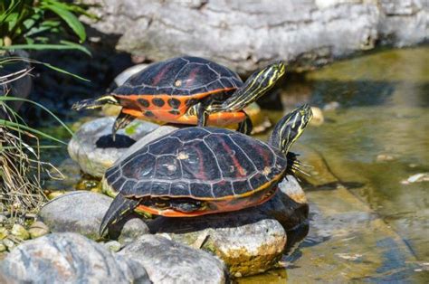 The Best Turtle Dock for Large Turtles in the World - TurtleHolic