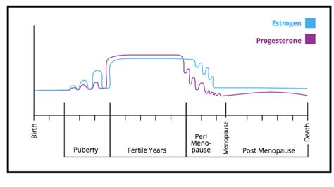 Female Hormone Lifecycle