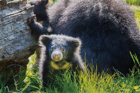 Sloth Bear Cubs Debut at the Philadelphia Zoo — and They Need Names