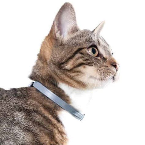 Best Flea Collar for Cats in 2020 - PestSeek