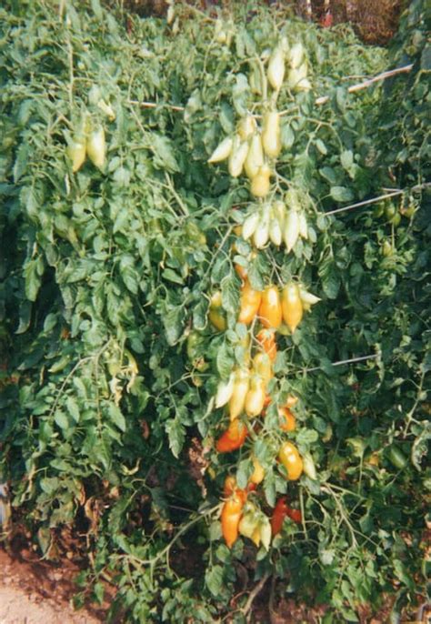 San Marzano Tomato, Plum Type. How to Grow San Marzano Tomatoes.