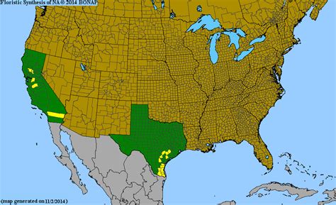 Trichocoronis - Wikipedia