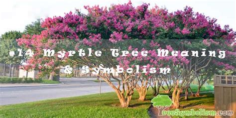 #14 Myrtle Tree Meaning & Symbolism