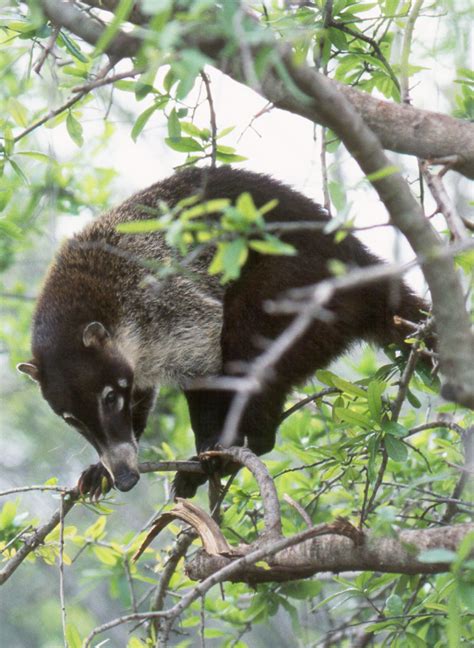 Photos of procyonids - raccoons, ringtails, coatis - family Procyonidae