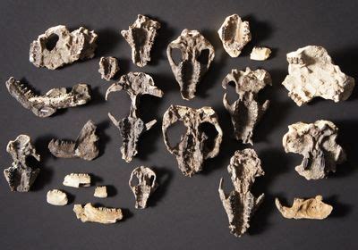 Trove of Fossils Shows Mammal Evolution after Dino Extinction | The ...