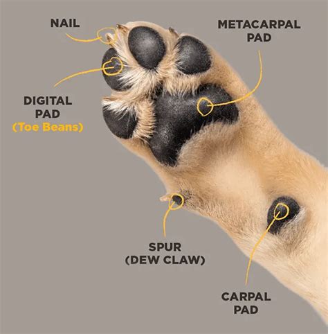 6 Things You Didn't Know About Dog Paw Anatomy in 2024 | Dog anatomy ...