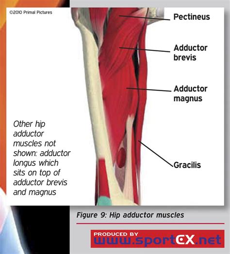 Hip adductor muscles | sportEX medicine 2011;47(Jan):7-11 | sportEX journals | Flickr