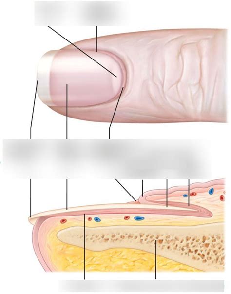 Nail Anatomy Diagram Diagram | Quizlet