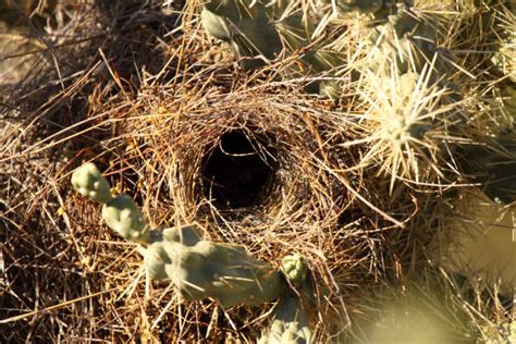 Cactus Wren Stock Photos, Pictures & Royalty-Free Images - iStock