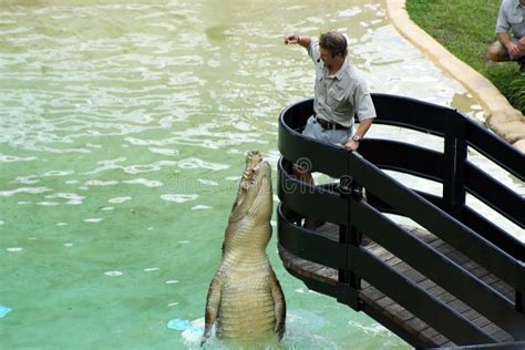 Australia Zoo Crocodile Performer Editorial Photography - Image of ...