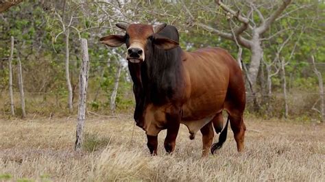 Red Sindhi Cow Pictures | Cow pictures, Breeds of cows, Bull cow