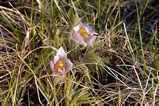 Dakotagraph: South Dakota state flower - the Pasque Flower