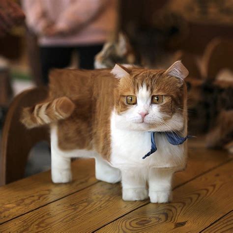 Minecraft in real life | Munchkin cat, Cute animals, Cats