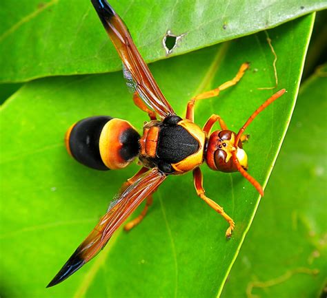 While bees have barbed stingers that get caught when they sting you ...