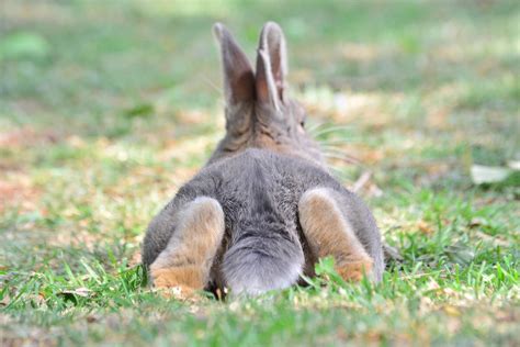 Rabbit Tail 101: Your Guide To Bunny Tails - The Bunny Hub