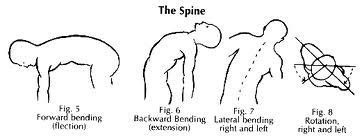 For the Bikers: Demystifying Spinal Flexion and Spinal Extension — Musicians' Health Collective