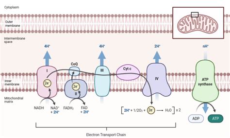 How is ATP produced in the electron transport chain?