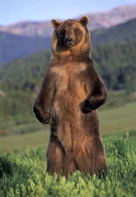 Grizzly bear standing tall by sabrinajoseph - VIEWBUG.com