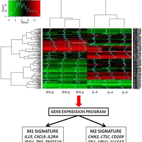 Transcriptomic assessment of macrophage polarization. The figure... | Download Scientific Diagram