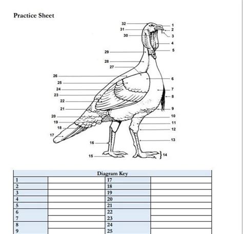 PRINTABLE Turkey External Anatomy Worksheet - Etsy