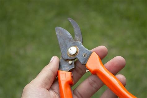 How to Propagate an Oleander | Hunker