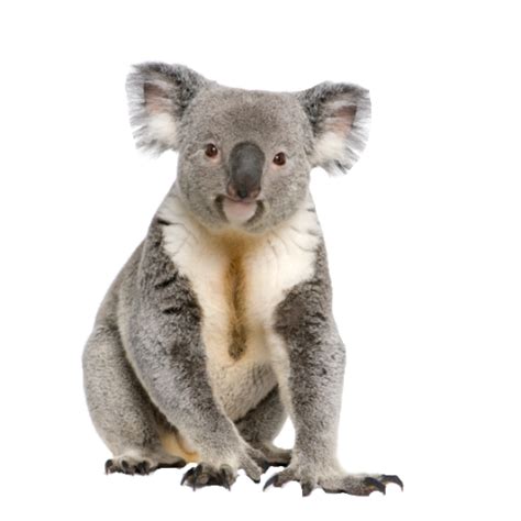 Koala PNG