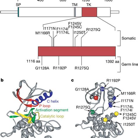 Germline and somatic ALK mutations.a, Schematic diagram indicating... | Download Scientific Diagram