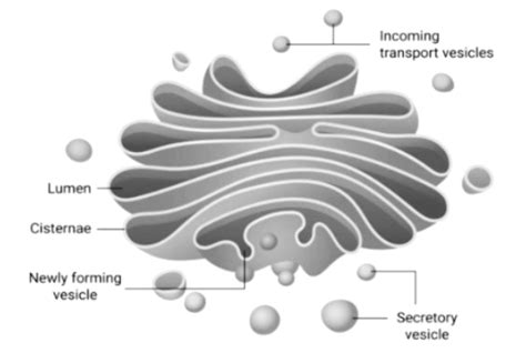 Describe with the help of a diagram the structure of Golgi body and state its function.