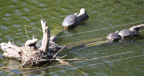 Japanese Pond Turtles | Project Noah