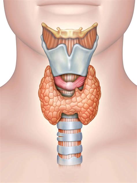 Thyroid Gland Anatomy