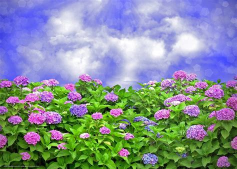 Hydrangea Desktop Wallpaper Free - WallpaperSafari