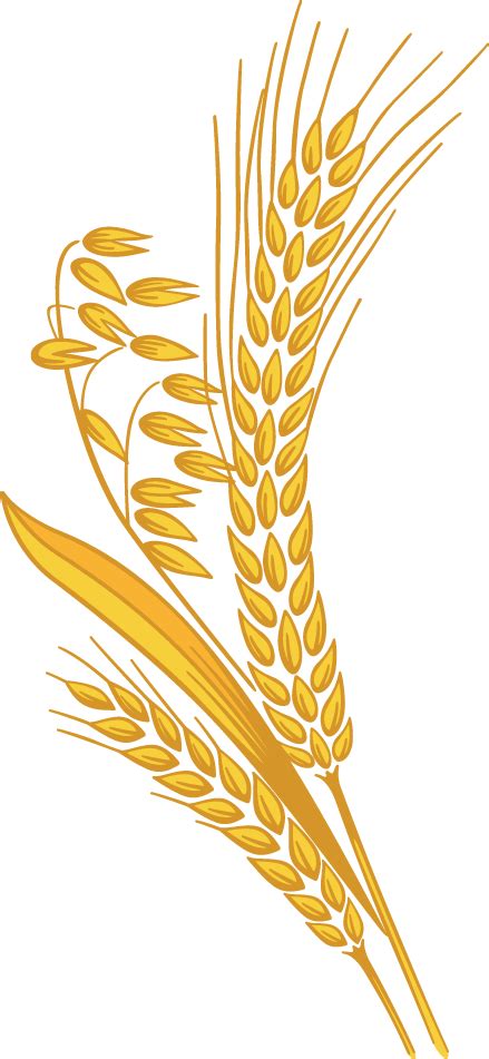 Wheat PNG transparent image download, size: 439x951px