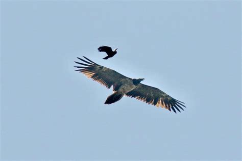 Bearded vulture in Peak District | Guernsey Press