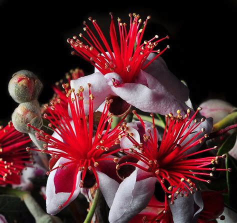 Pinapple Guava Blossoms | Flower photos, Pineapple flowers, Flowers