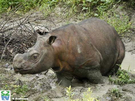 Bonne nouvelle pour les rhinocéros de Sumatra - Sciences et Avenir