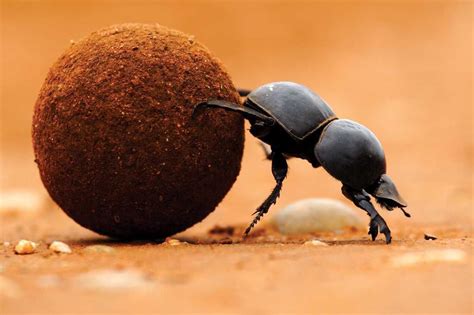 Dung beetles help put soil into the ground for plants to grow. They are ...