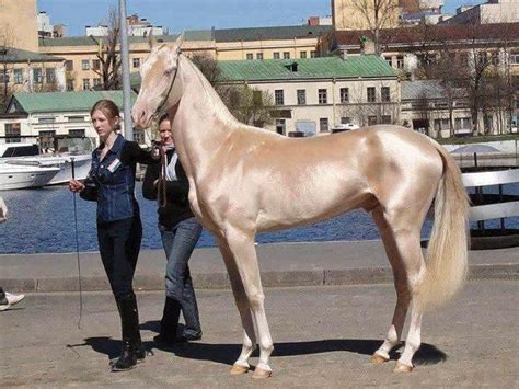 This horse from Turkey was announced the most beautiful horse in the world. - AMAZEF