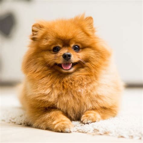 These 25 Cute Dog Breeds Are Guaranteed to Make You Smile | BeChewy