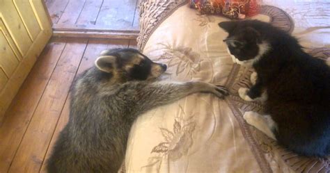 Friendly Raccoon Tries To Make Friends With Home Cat