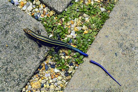 Minden Pictures - Japanese Five-lined Skink (Eumeces japonicus) juvenile with its tail cast off ...