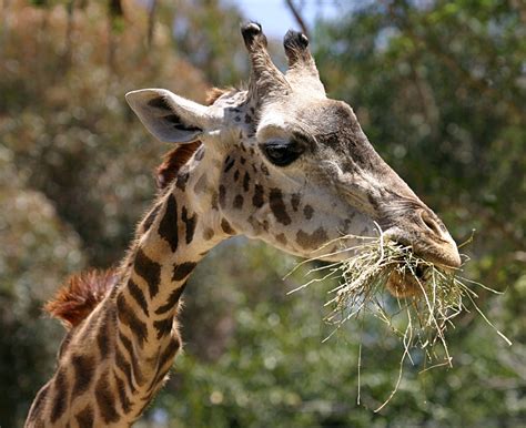 File:Masai Giraffe head.jpg - Wikipedia