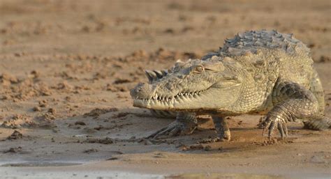 Mugger Crocodile preparing to enter the river | Smithsonian Photo ...