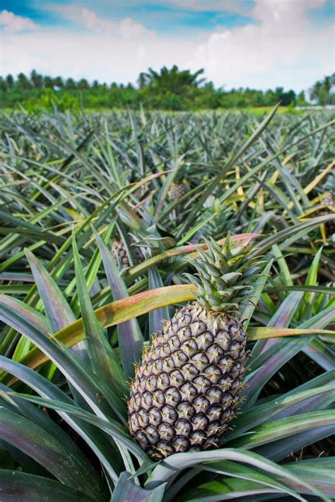 Pineapple farm stock image. Image of harvest, green, freshness - 21931811