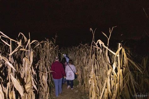 Night Maze at The Corn Maze — Armstrong Artisan Farm